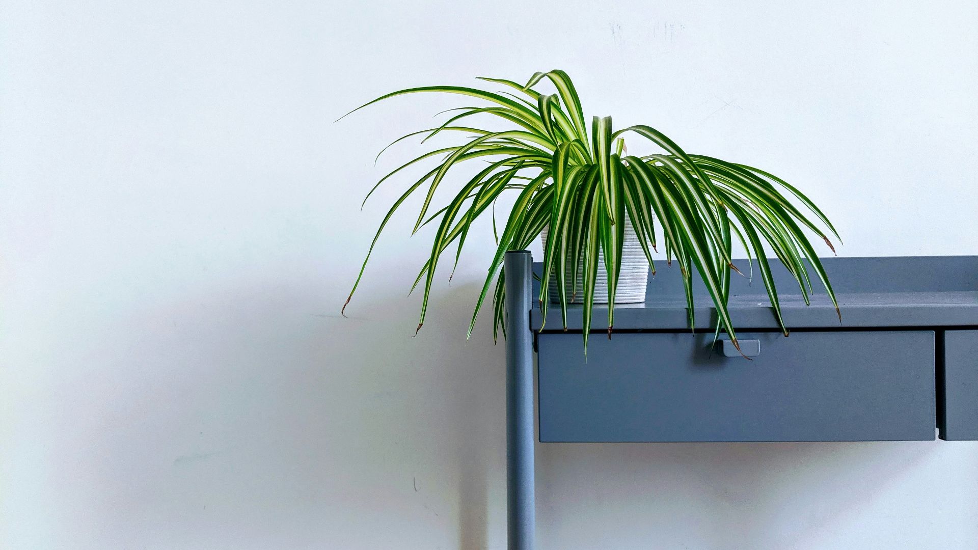 green leaf plant in pot