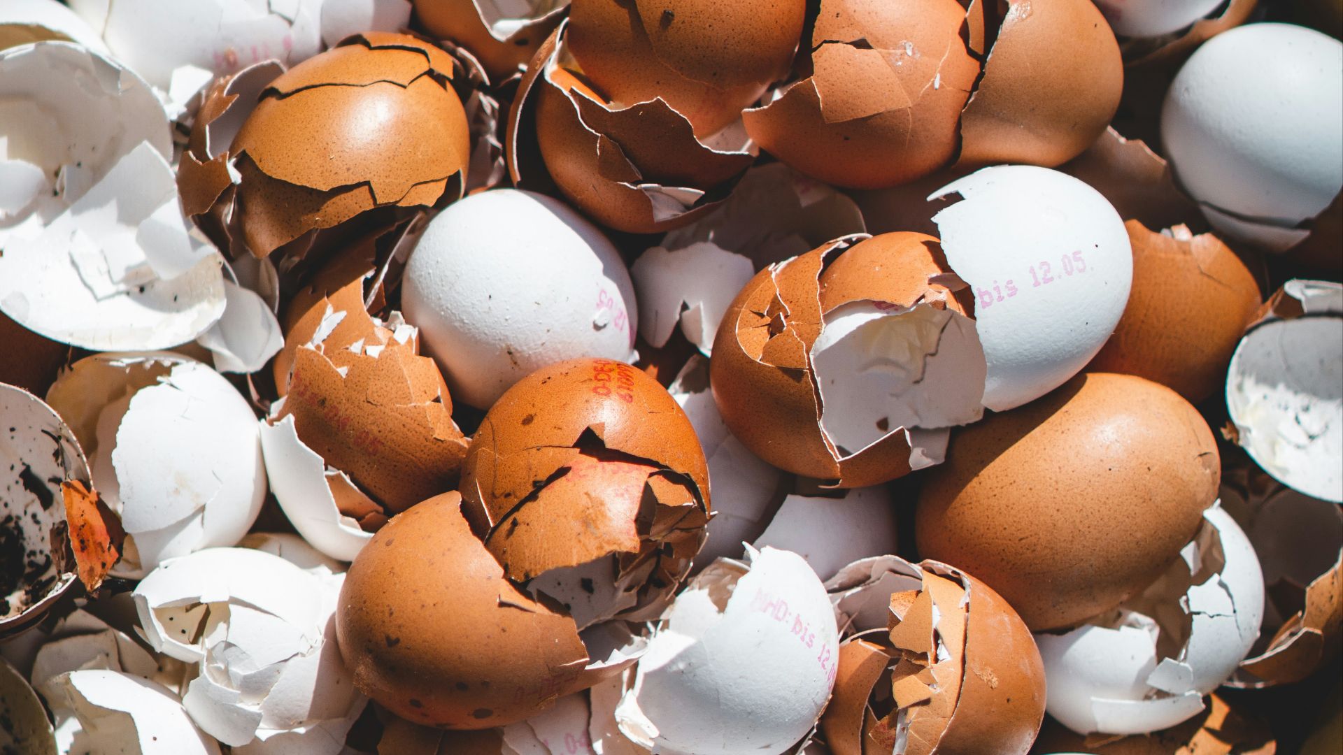 brown and white plastic egg toy