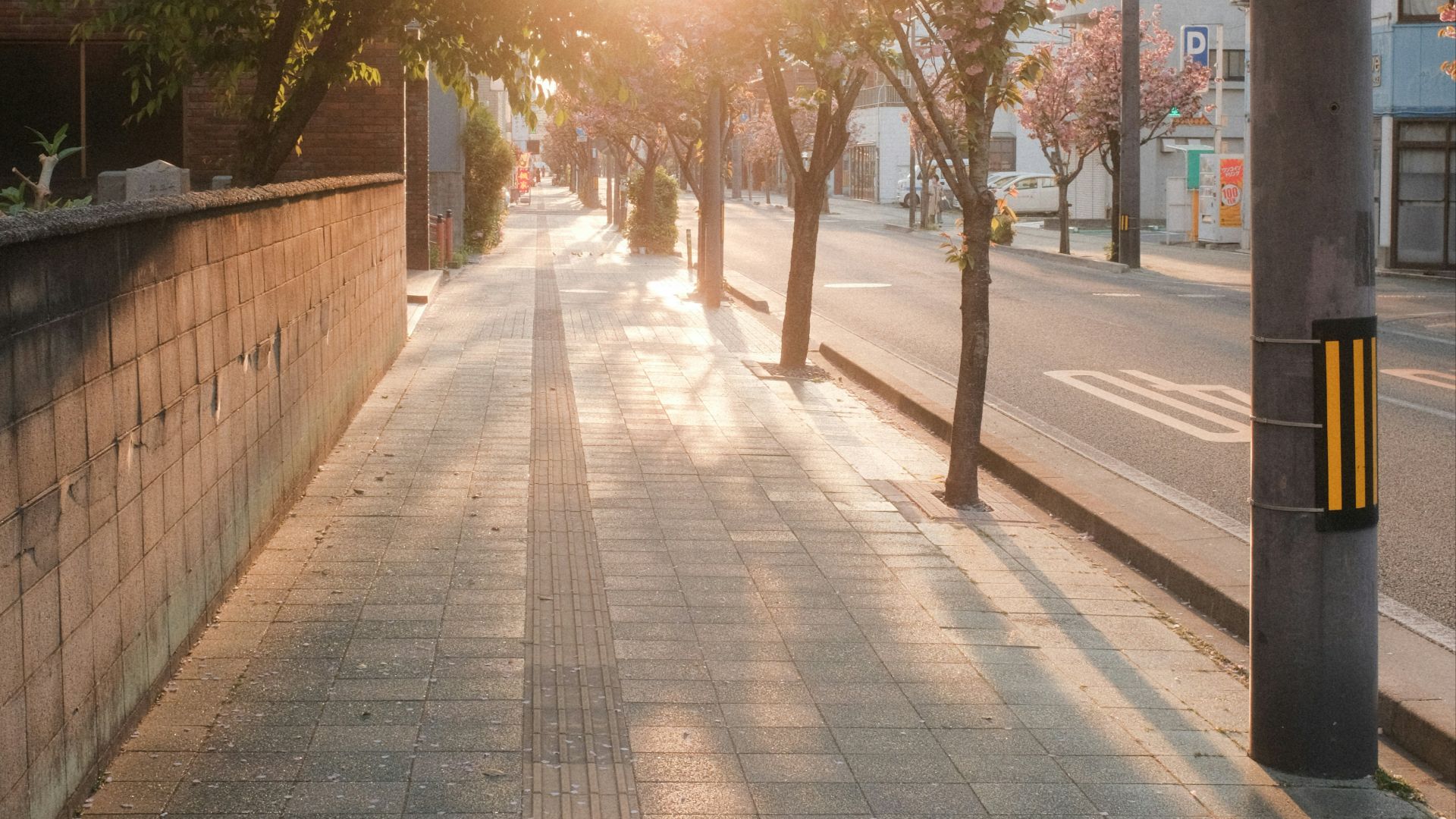 gray concrete road between trees during daytime