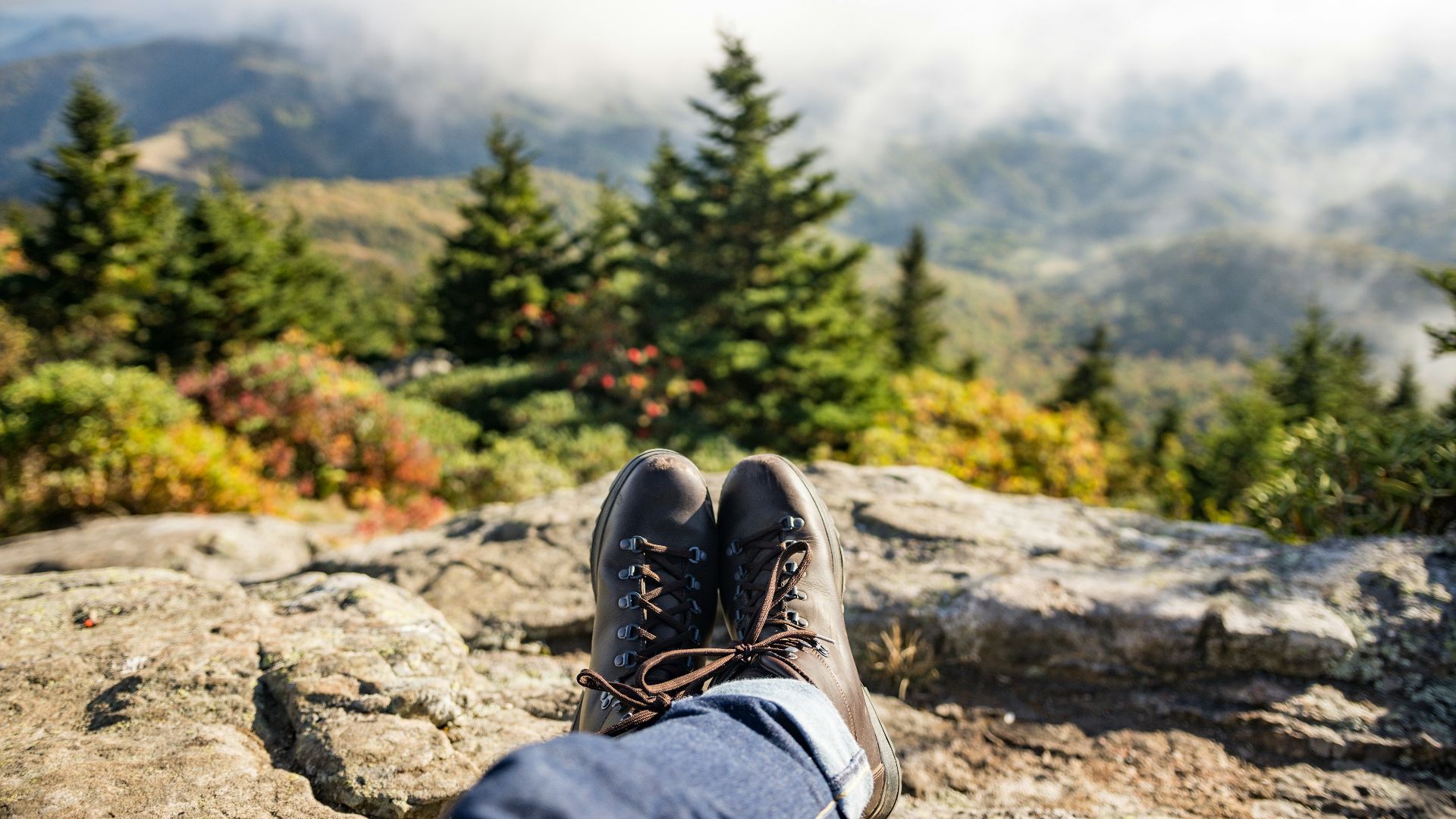 in distant green pine trees