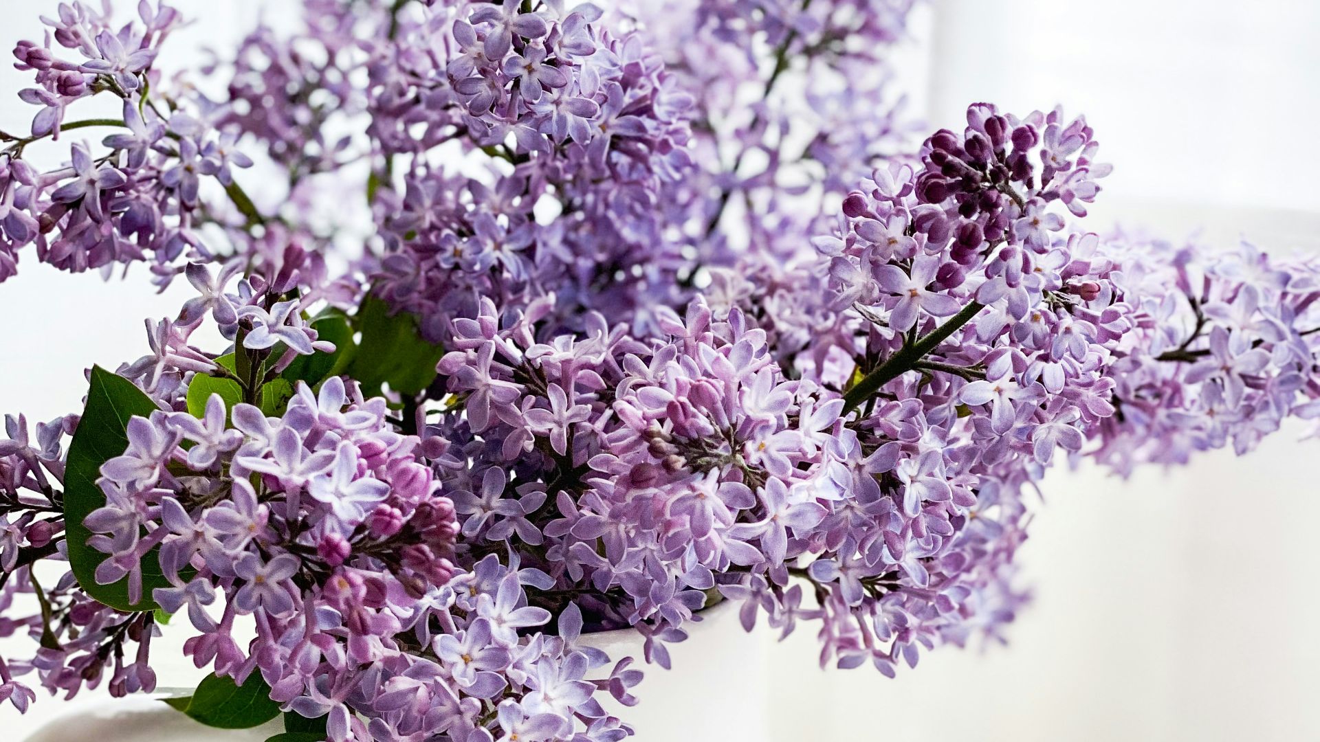 purple flowers in white ceramic vase
