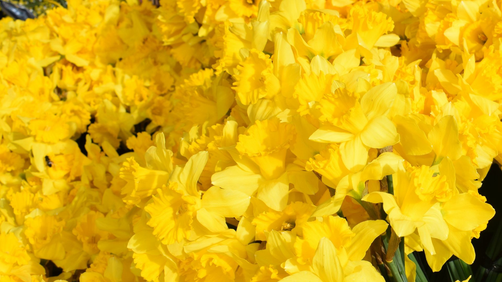 a bunch of yellow flowers in a green vase