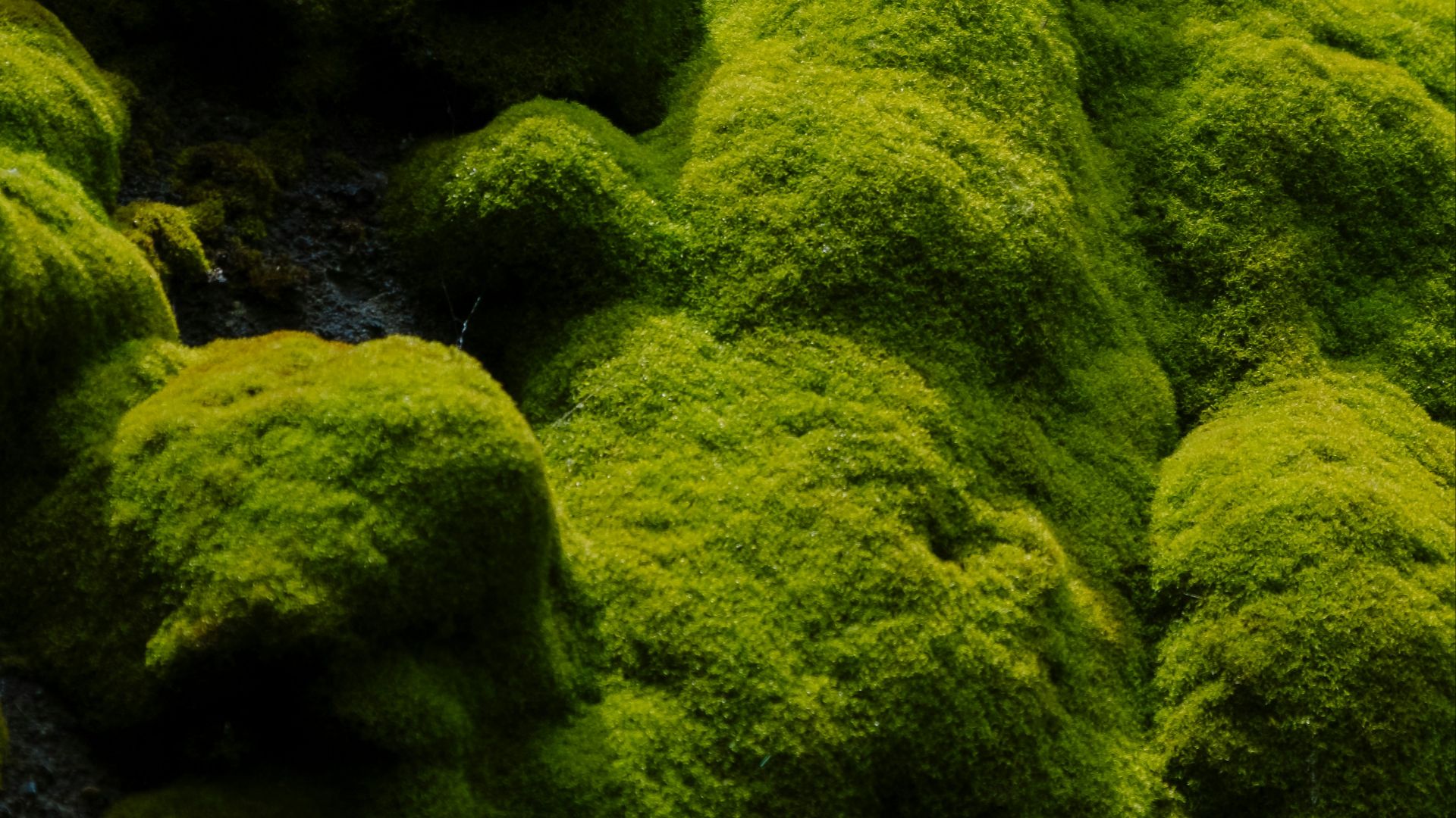 moss growing on the side of a building