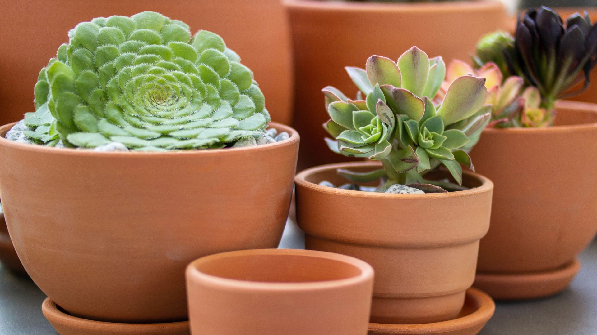 a group of potted plants sitting on top of a table