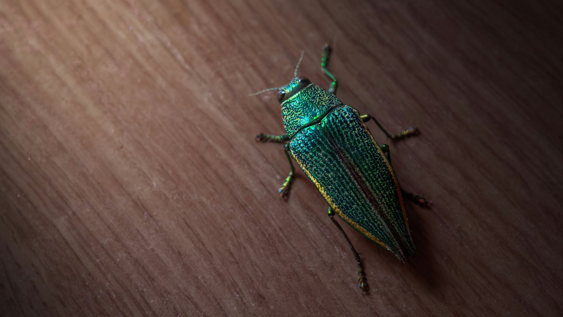 A green bug sitting on top of a wooden table