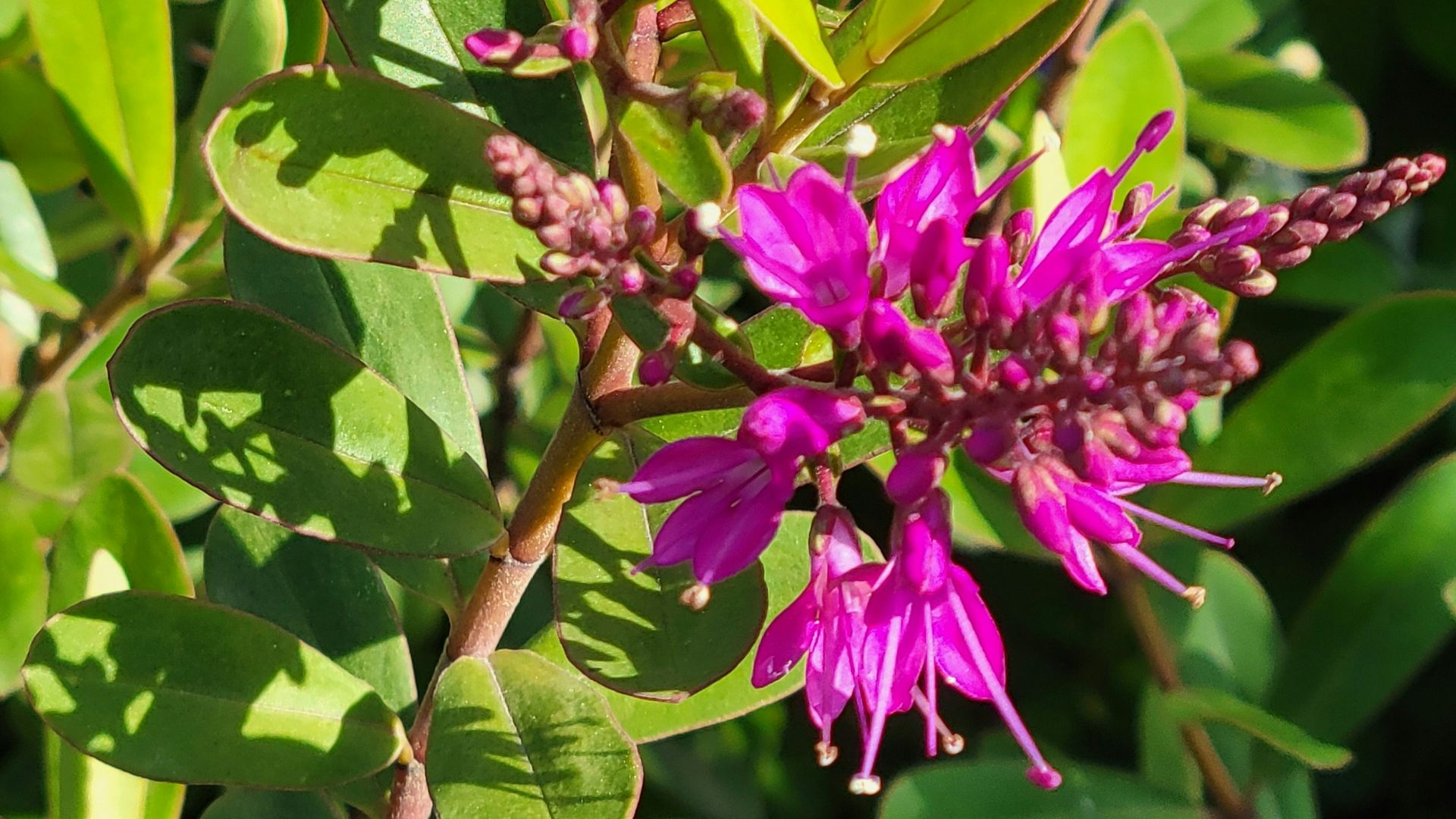 Pink flowers bloom amidst green foliage.