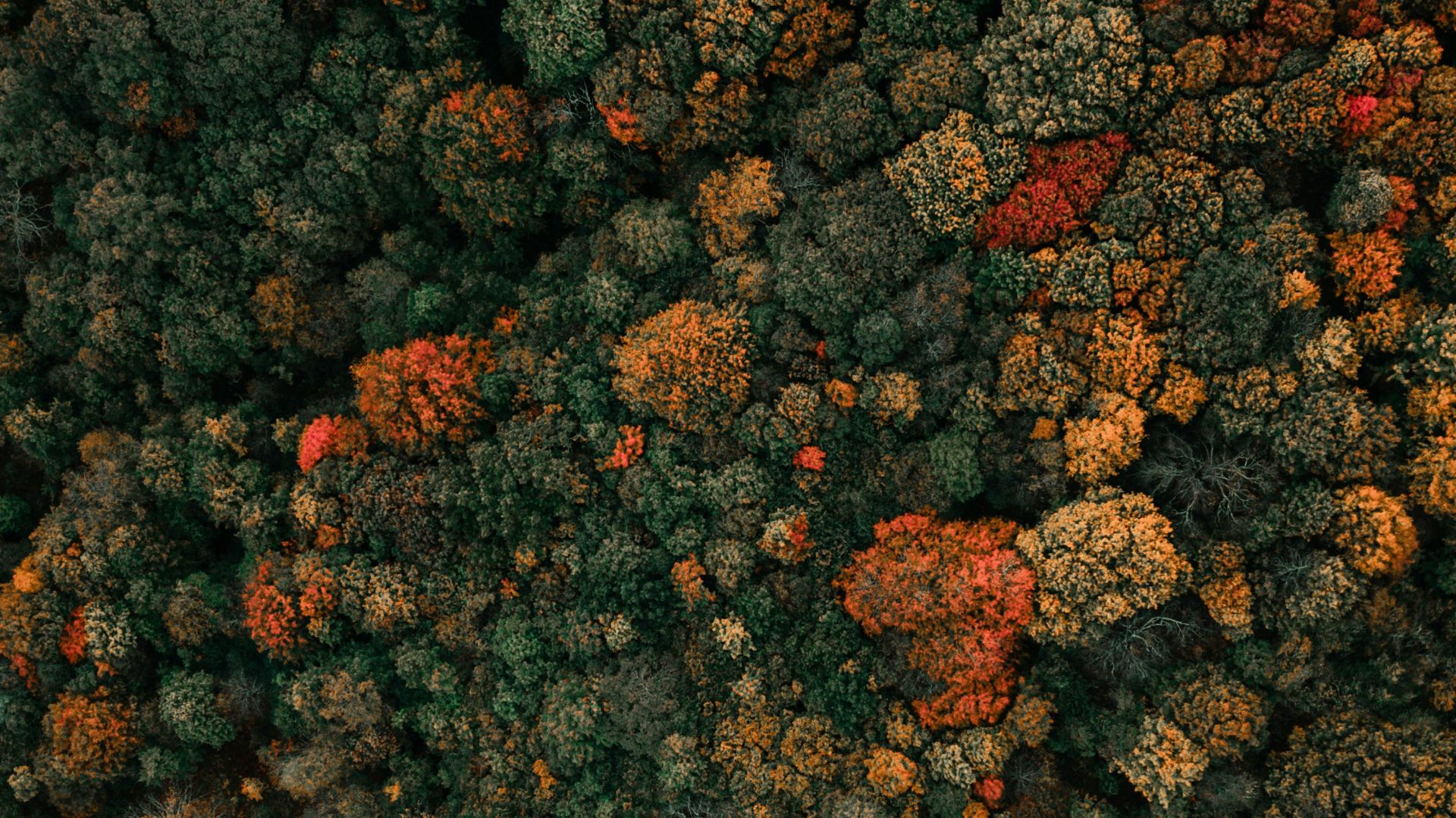 aerial photography of green-leafed trees