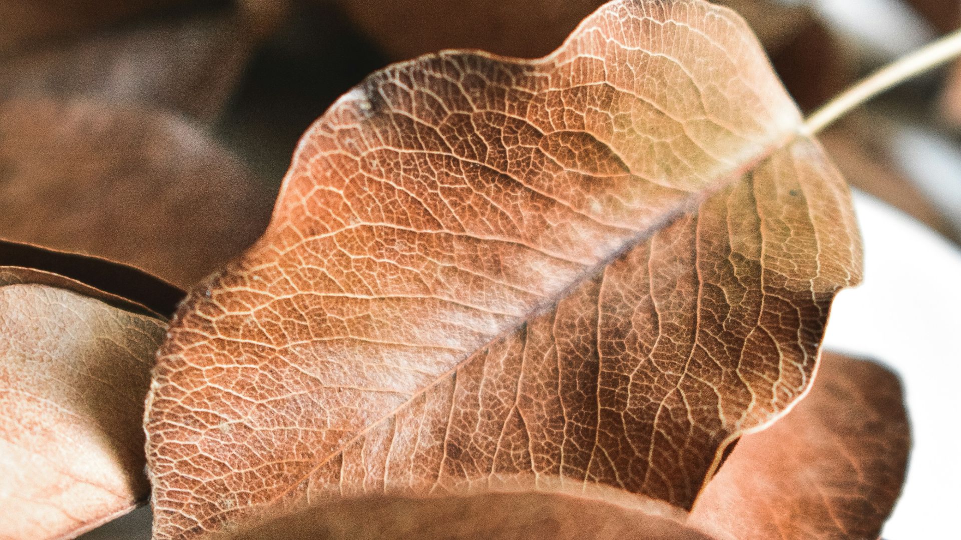 brown withered leave