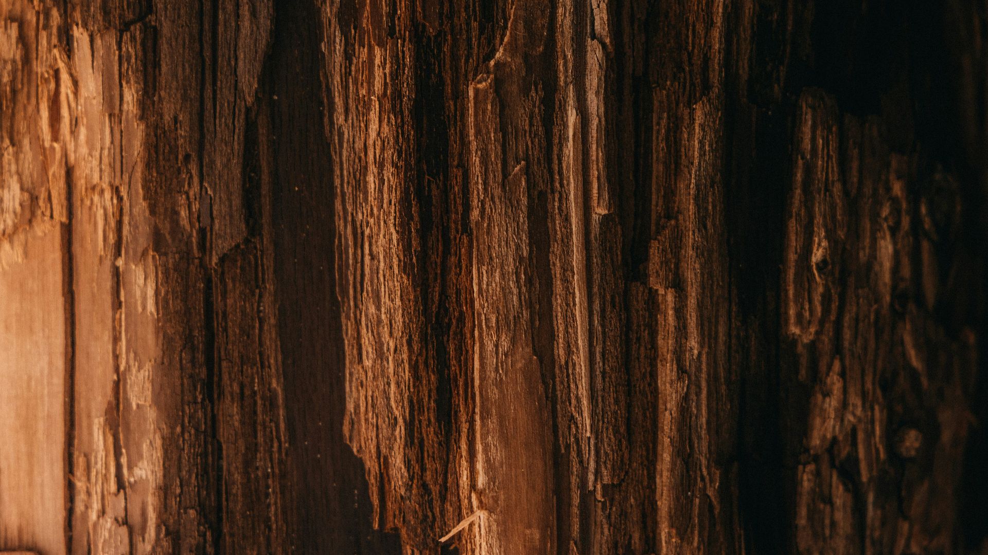 a close up of the bark of a tree