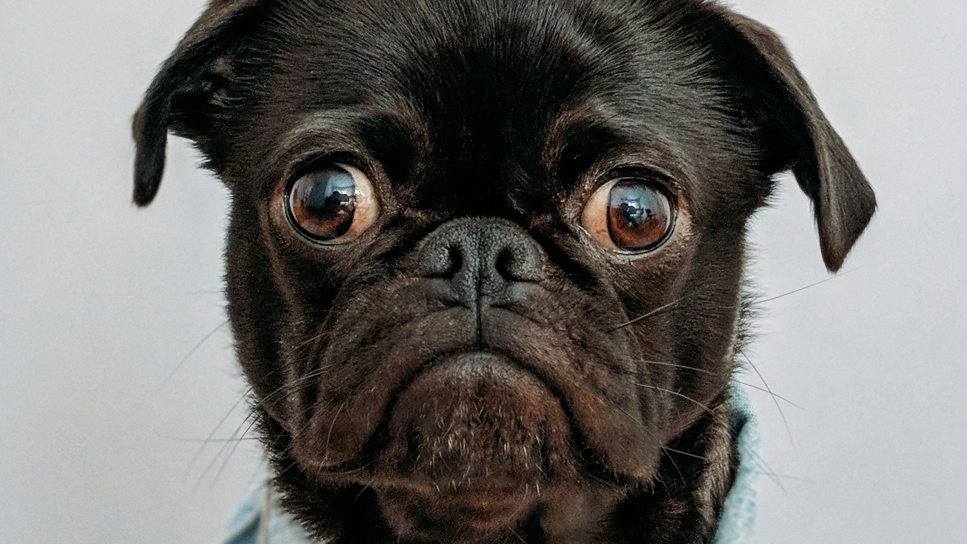 black dog wearing blue denim collar