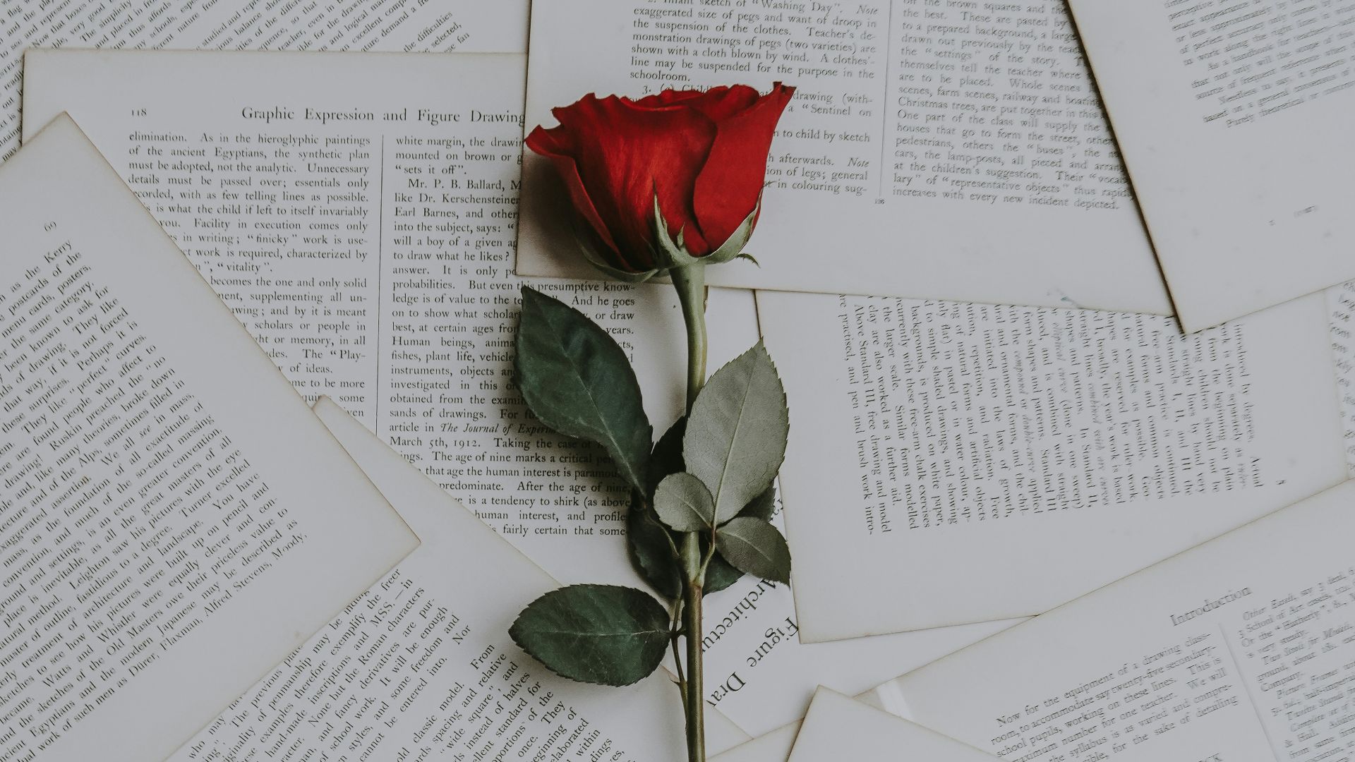 red rose on book sheets