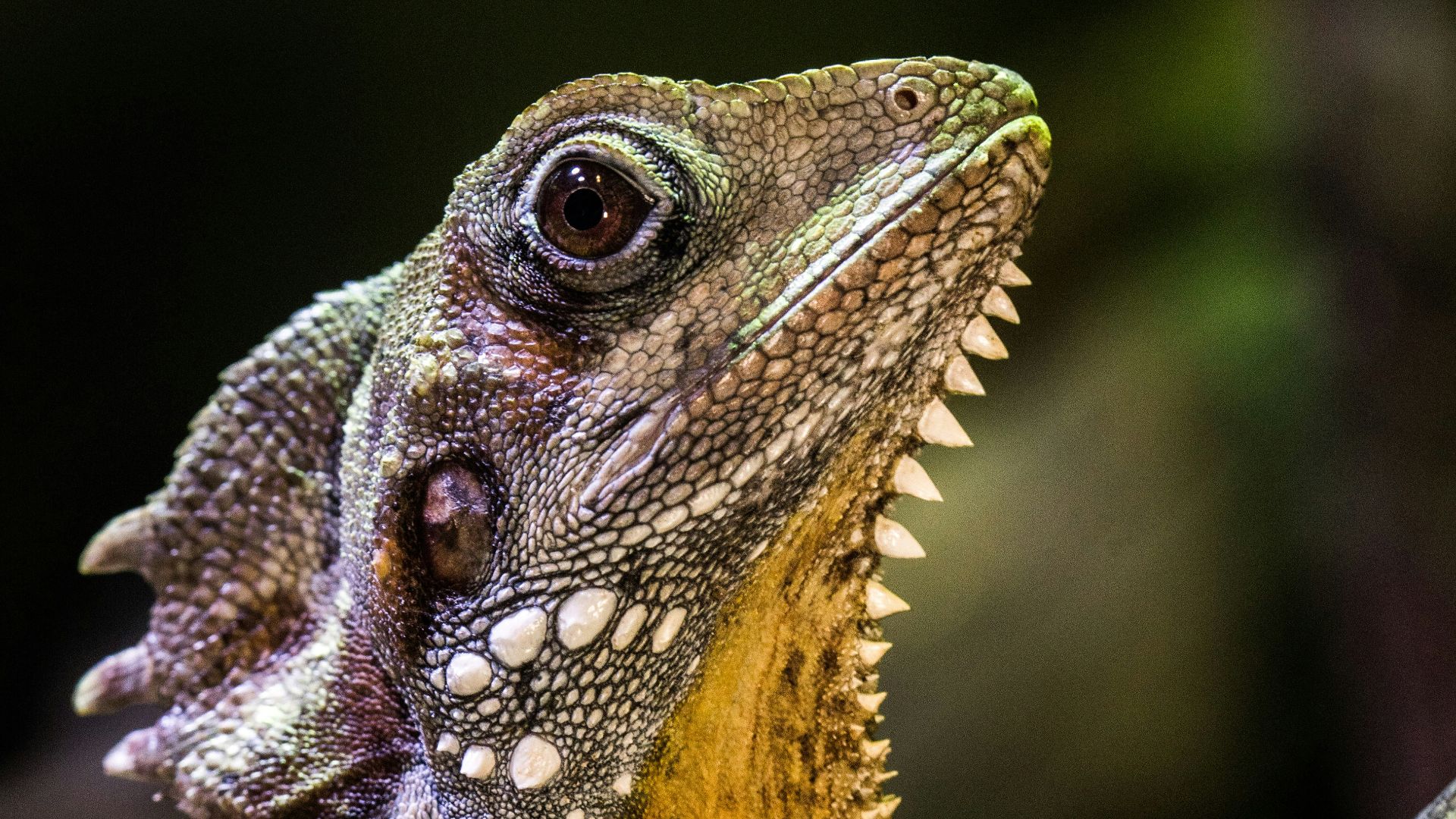 selective focus photography of iguana