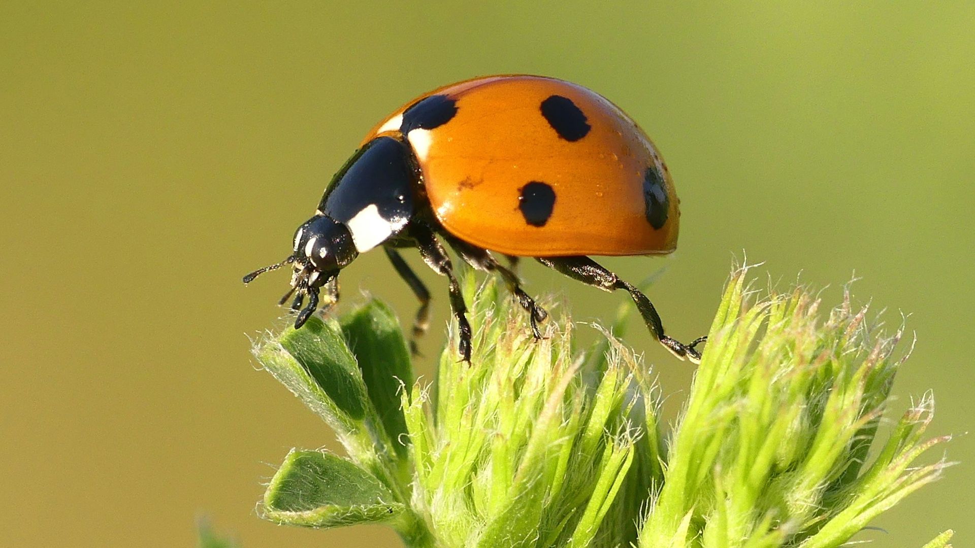 macro photography of orange and black bug perching on plant