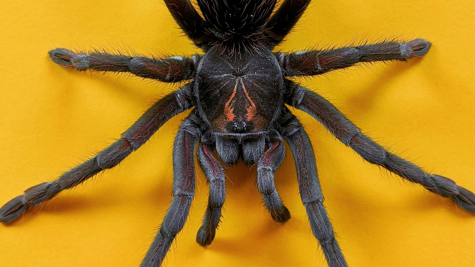brown and black spider on yellow wall