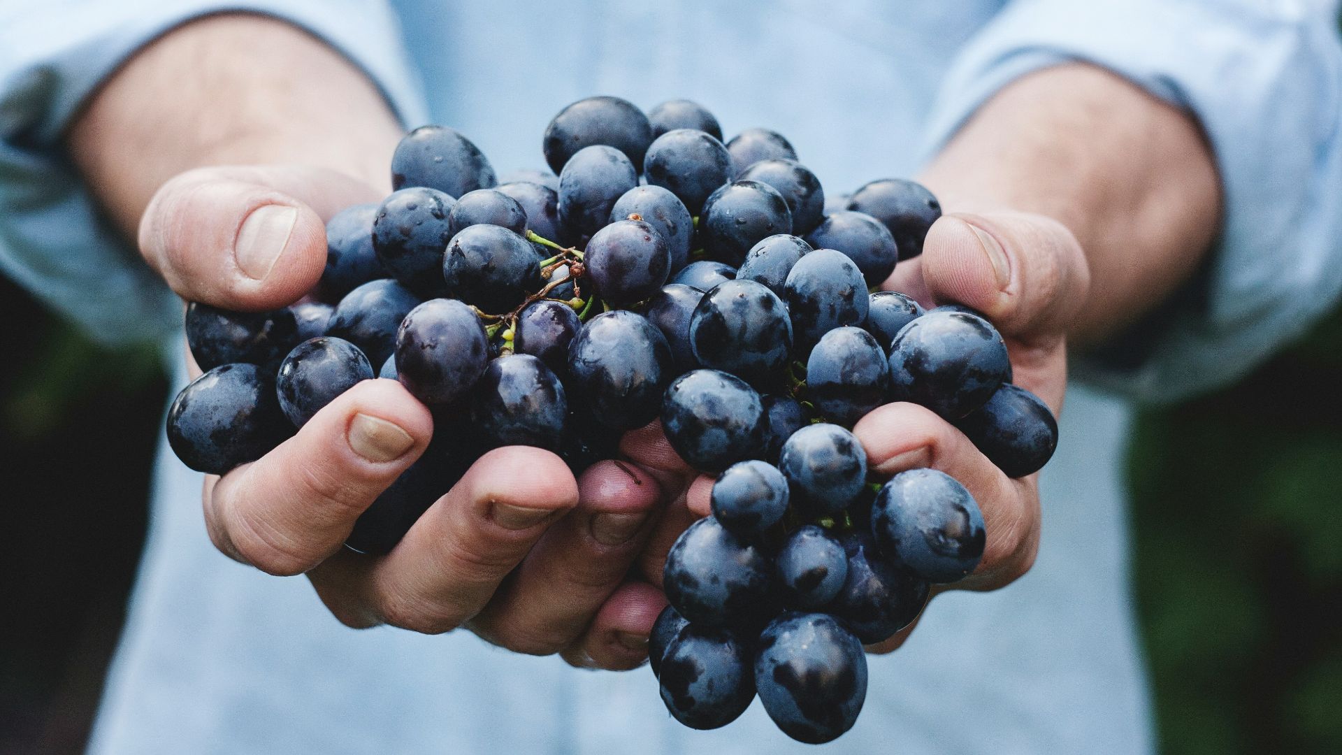 person holding grapes