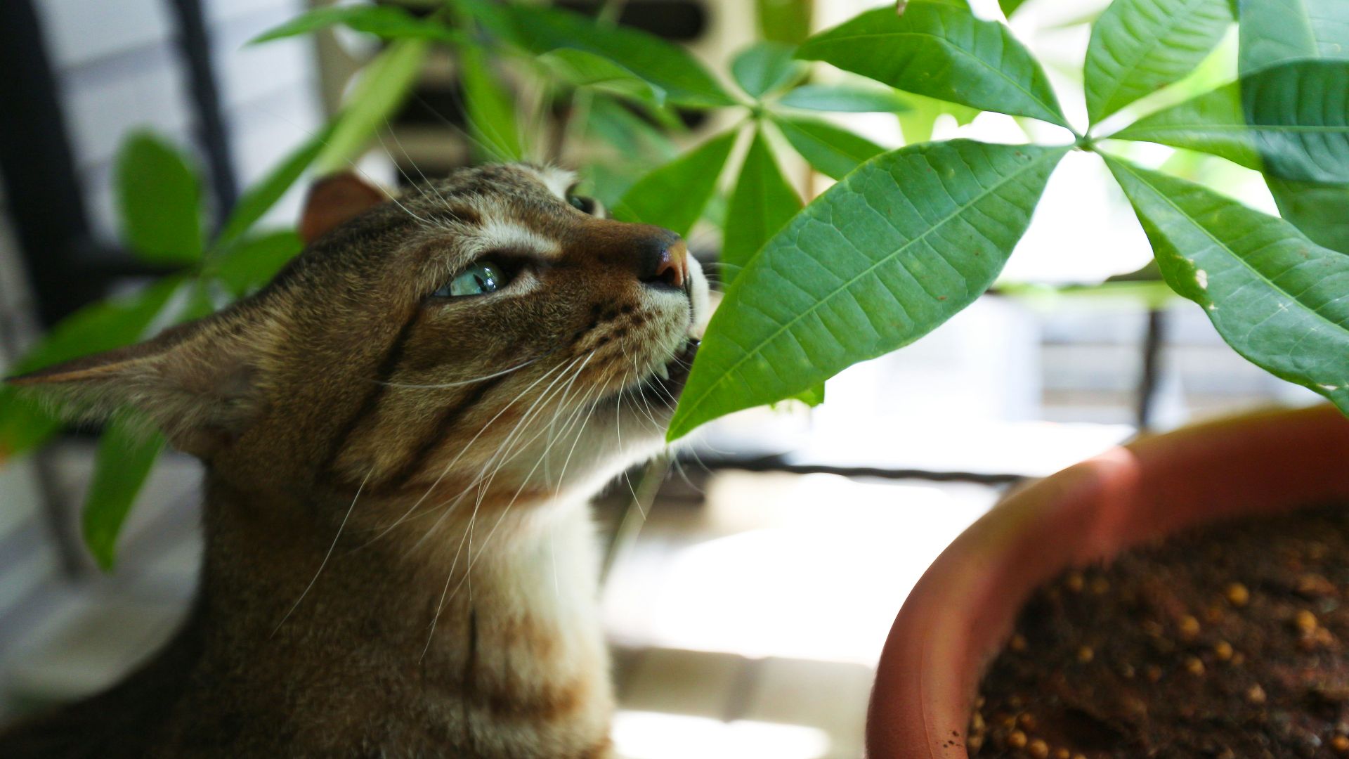 short-coated brown cat