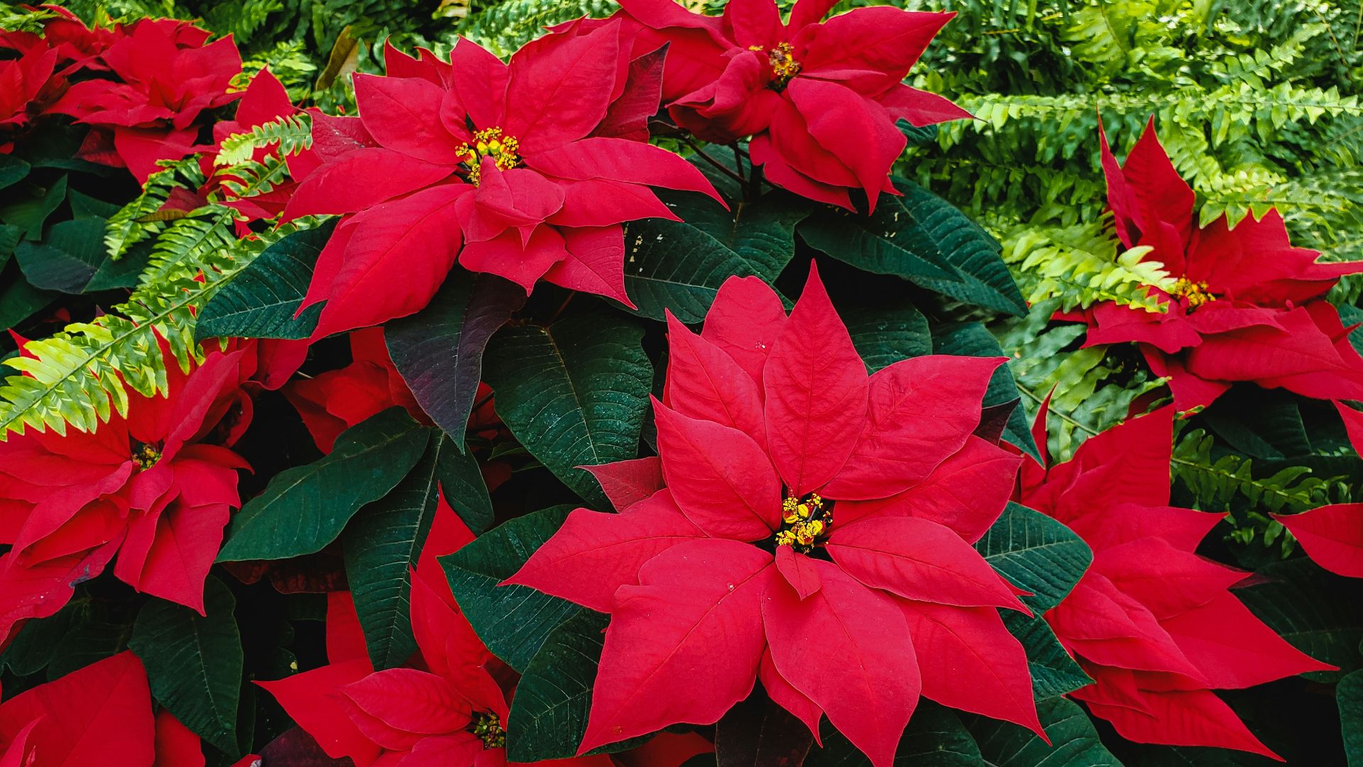 red flowers with green leaves