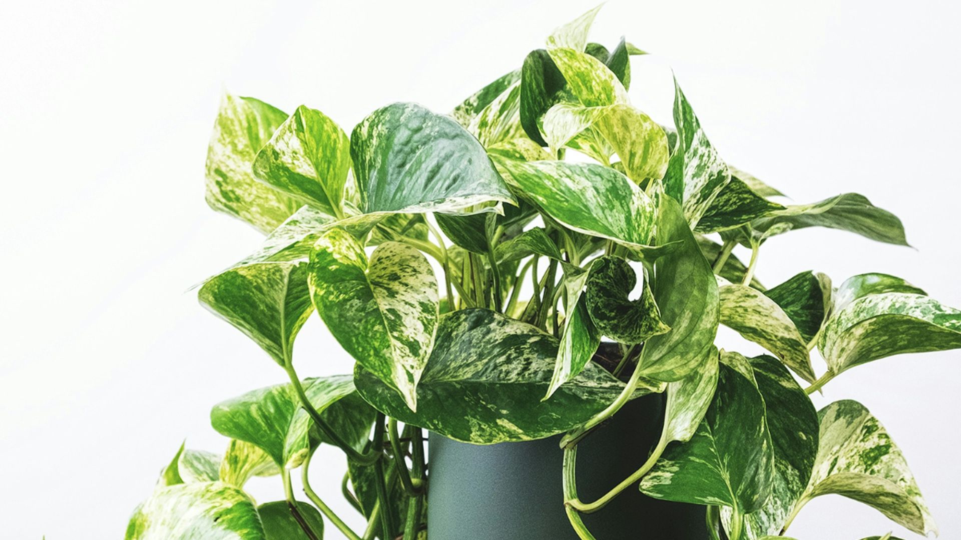 green plant on green pot