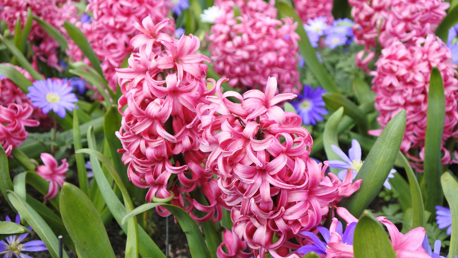 a bunch of pink and blue flowers in a garden