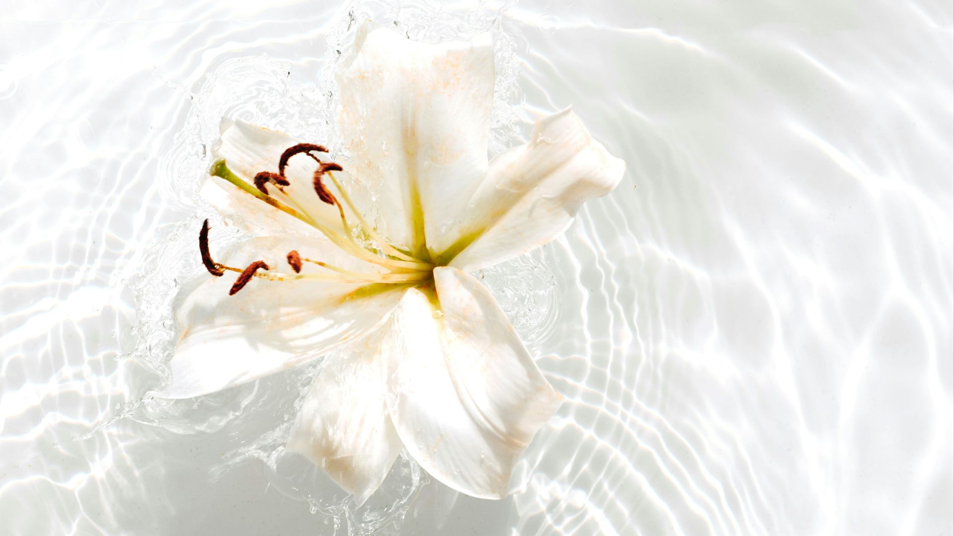 white and yellow flower on water
