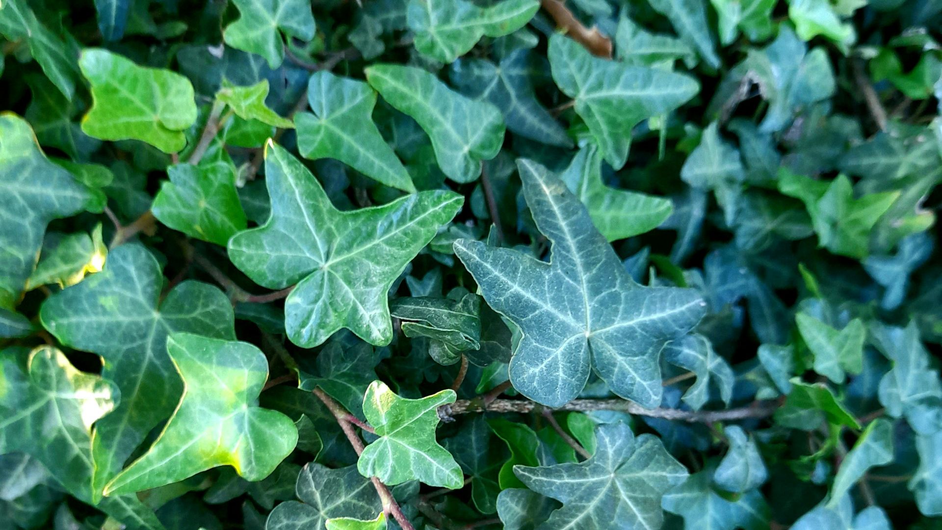 a bunch of green leaves on a bush