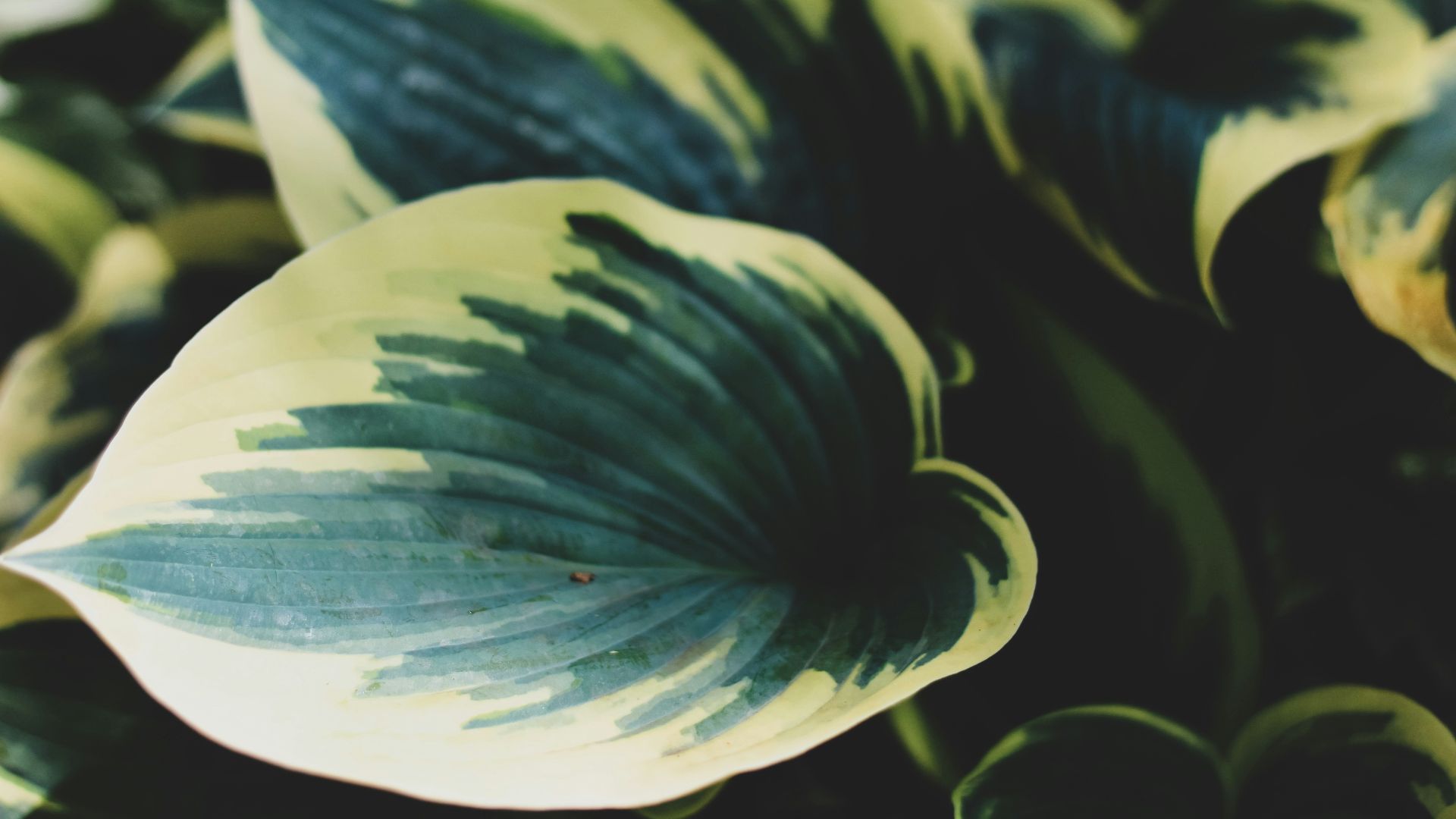 white and green plant