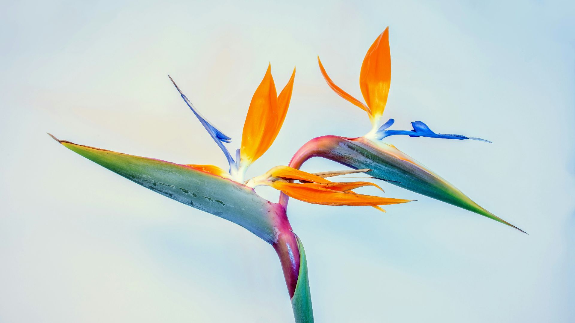 blue and orange flower