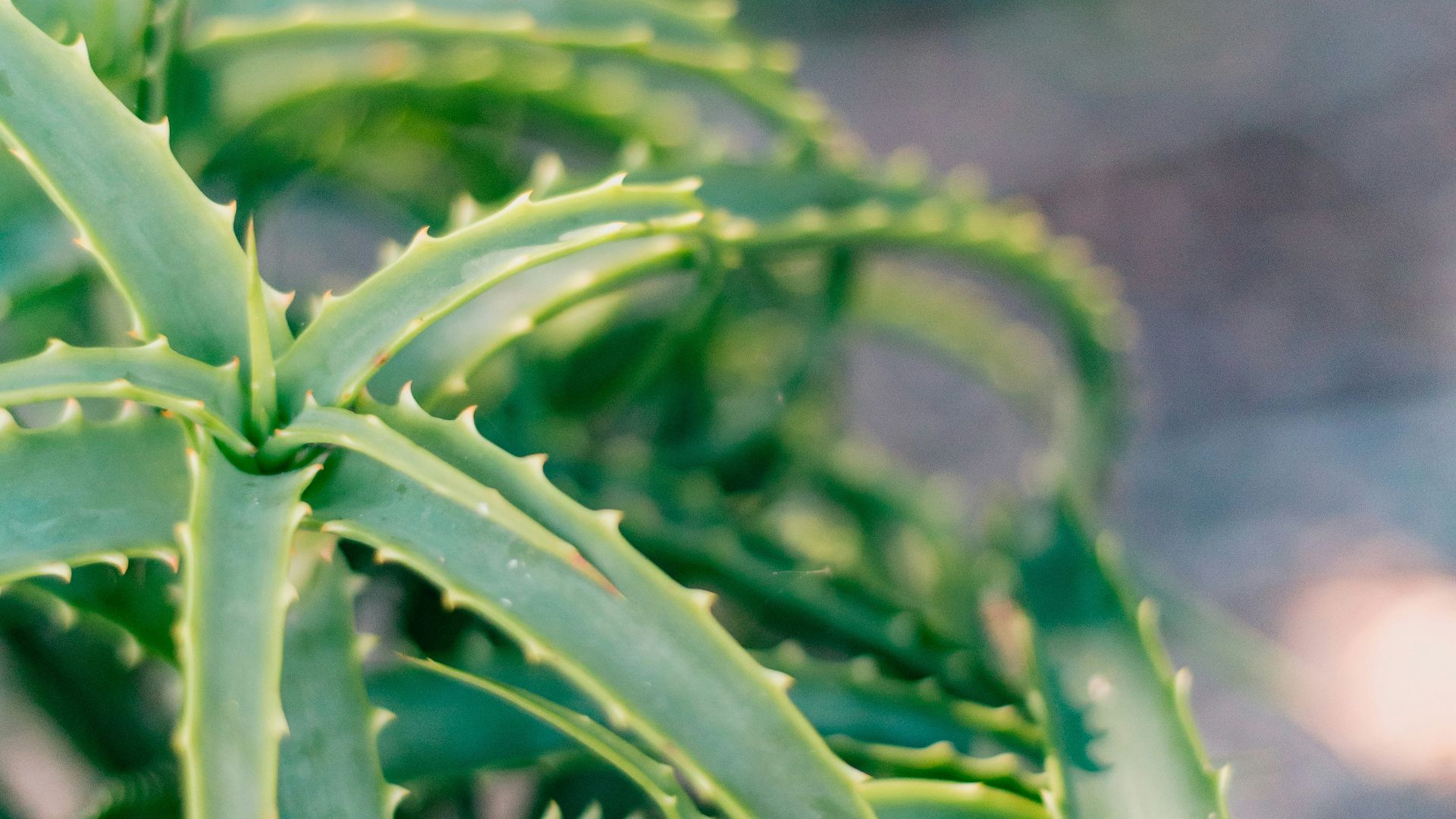a close up of a plant with green leaves