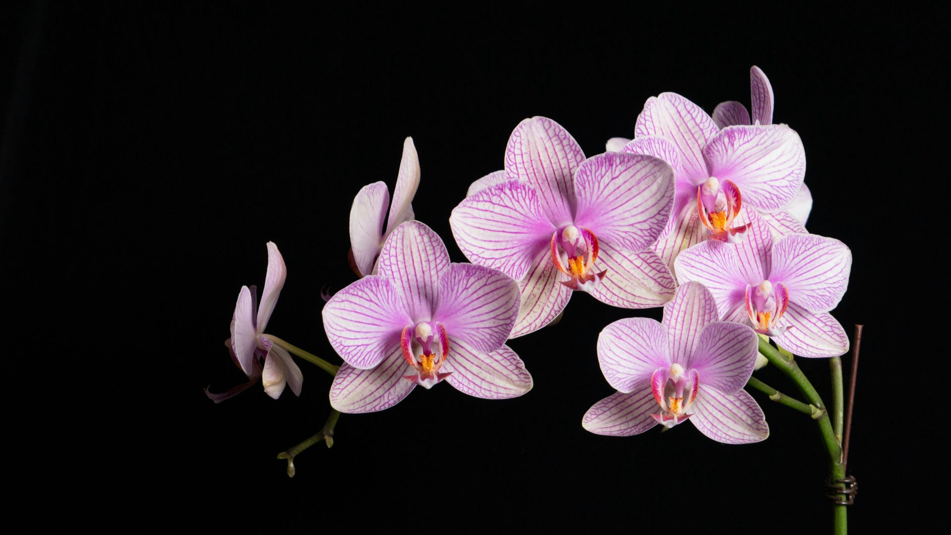 purple and white orchids in white ceramic vase