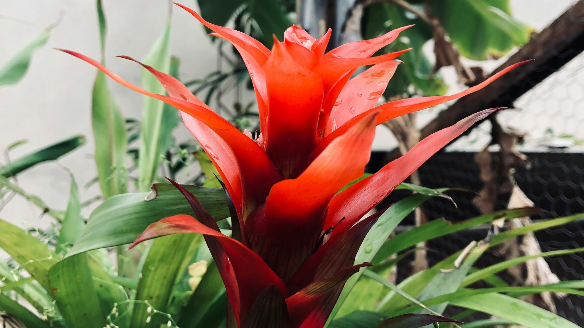 a red flower on a plant