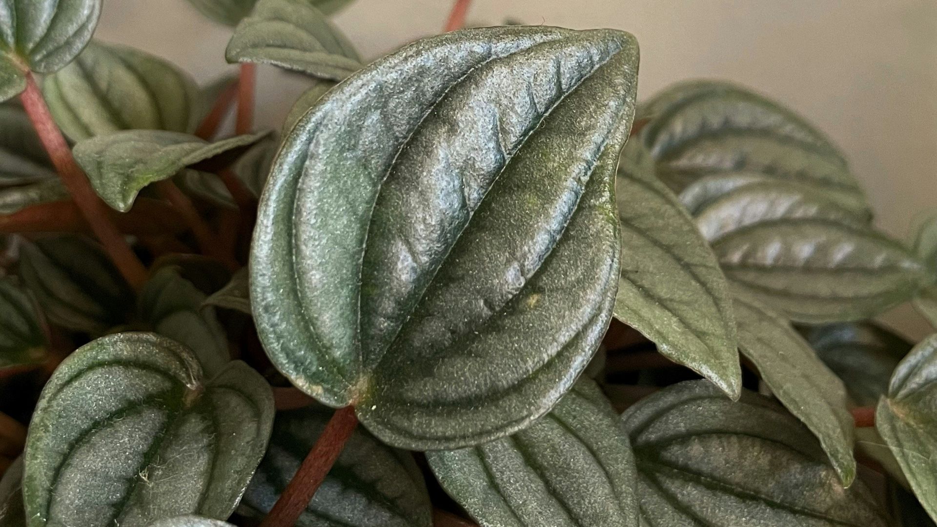 a close up of a plant with green leaves