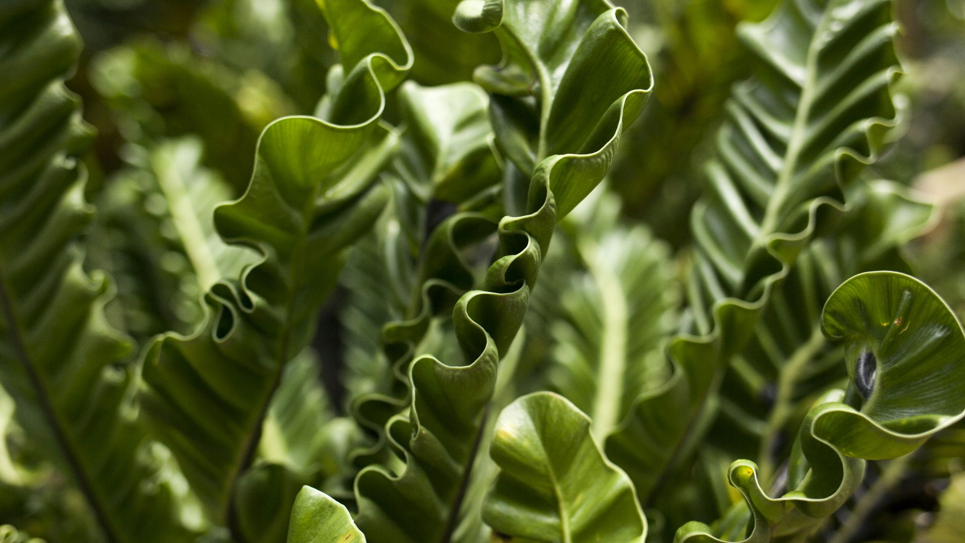 a close up of a plant with green leaves