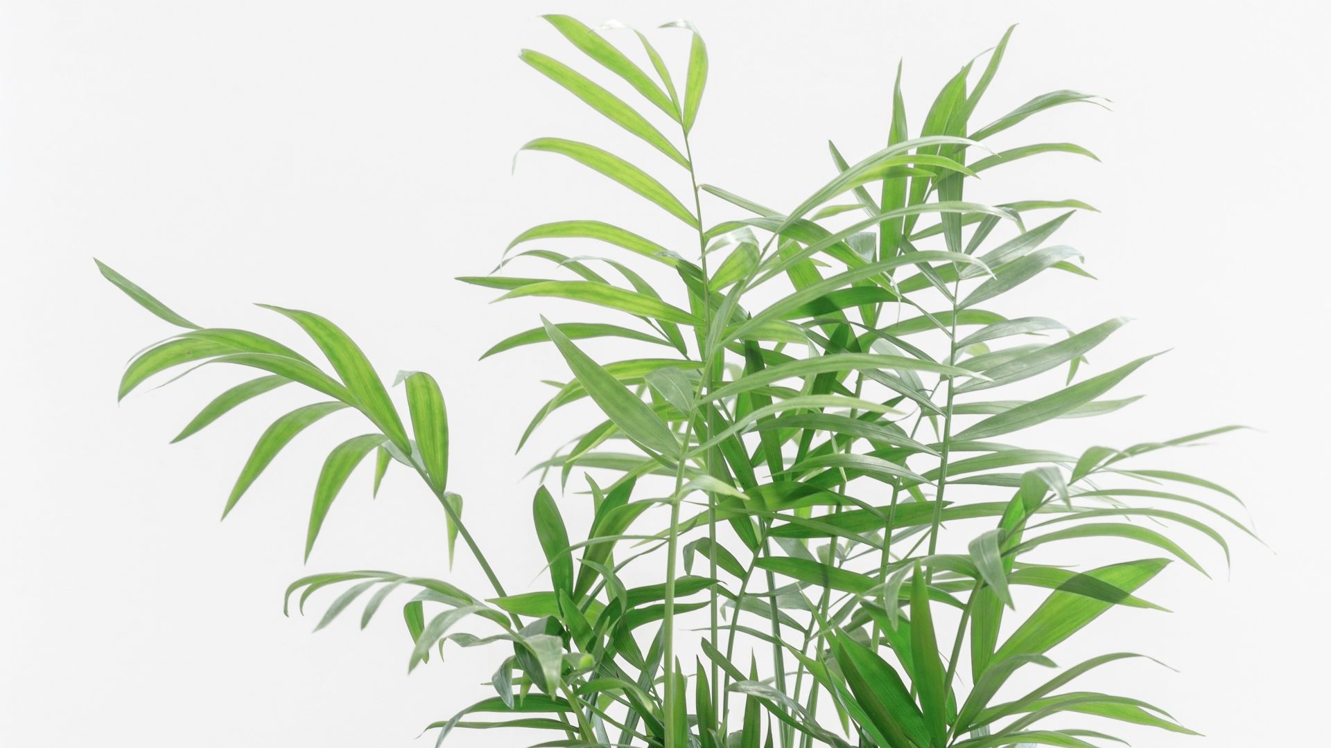 a potted plant sitting on top of a wooden table