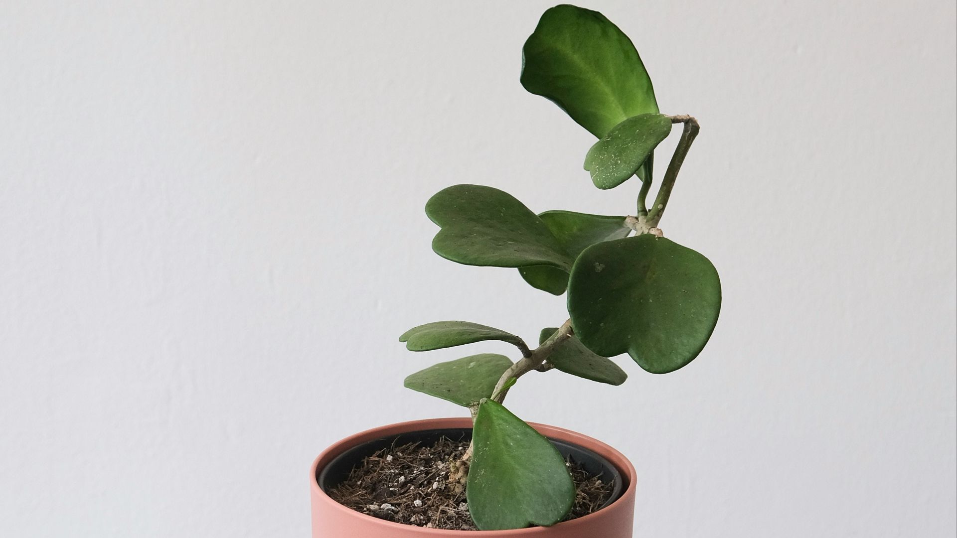 a hand holding a small plant in a pot