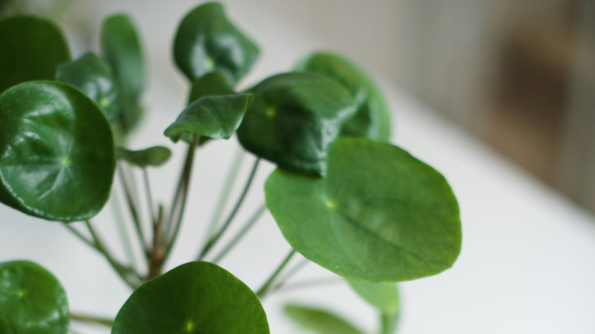 green plant on white ceramic pot