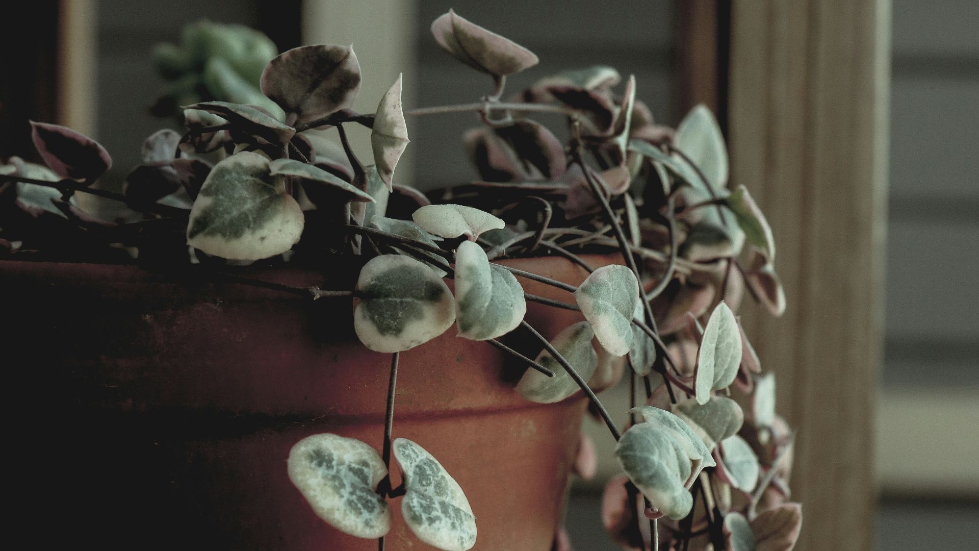 green and brown plant on brown clay pot