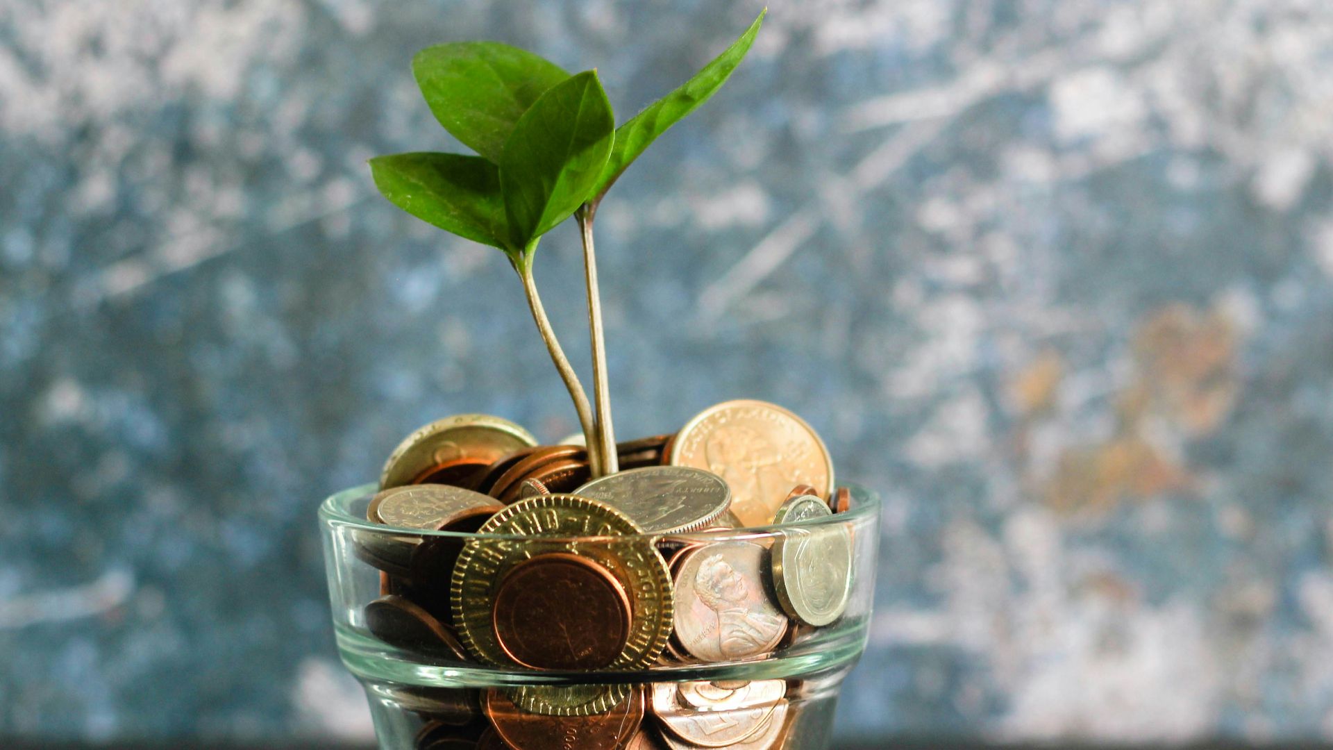green plant in clear glass vase