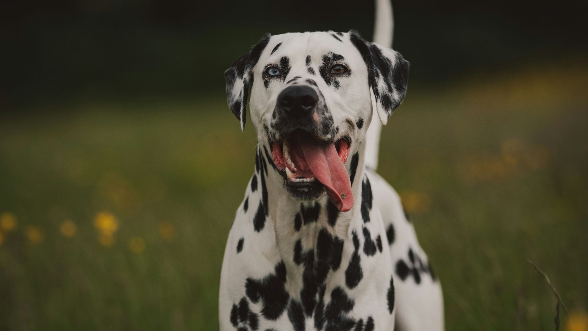 black and white dalmatian dog on green grass field during daytime