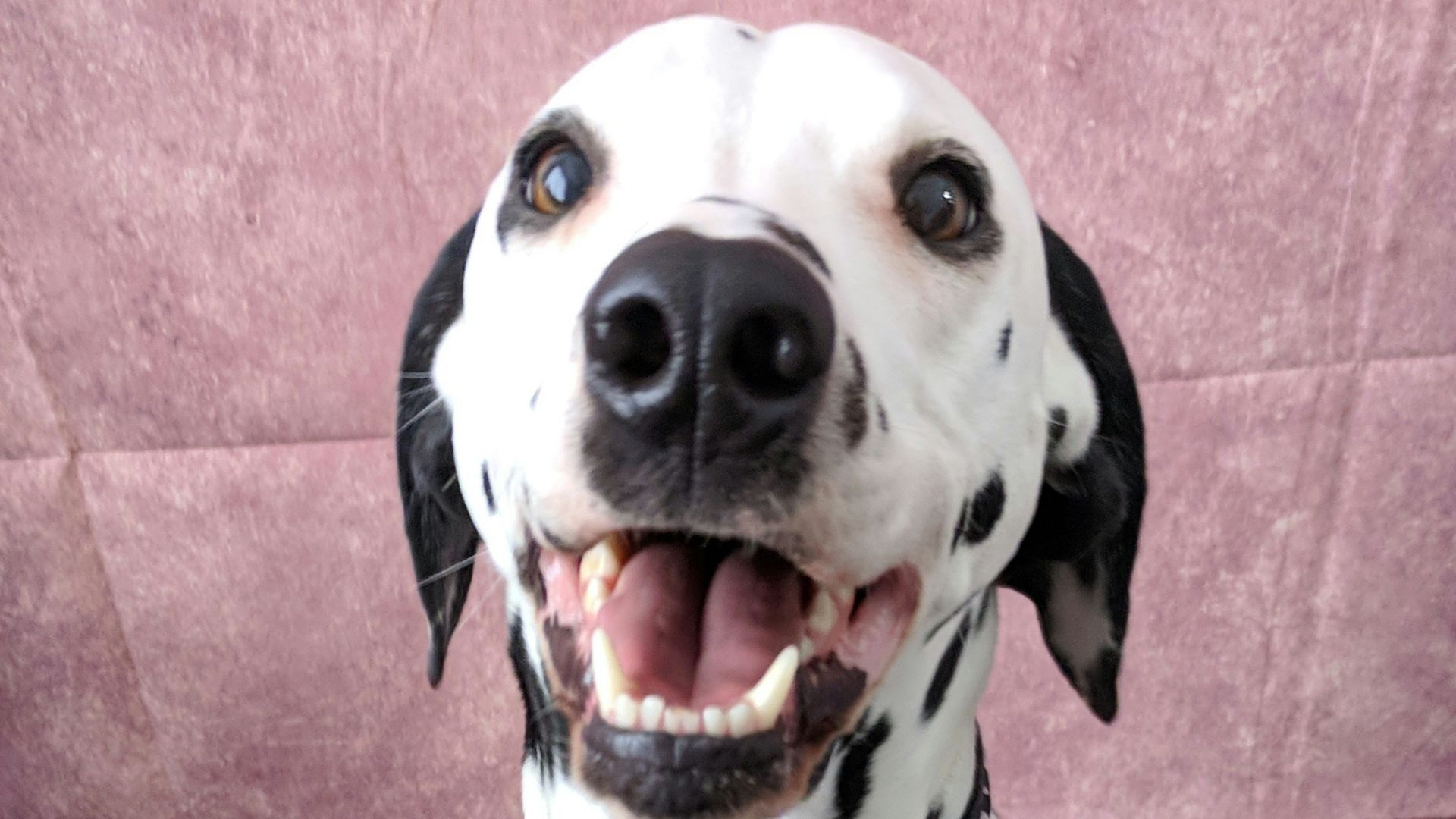 a dog with a scarf on its neck