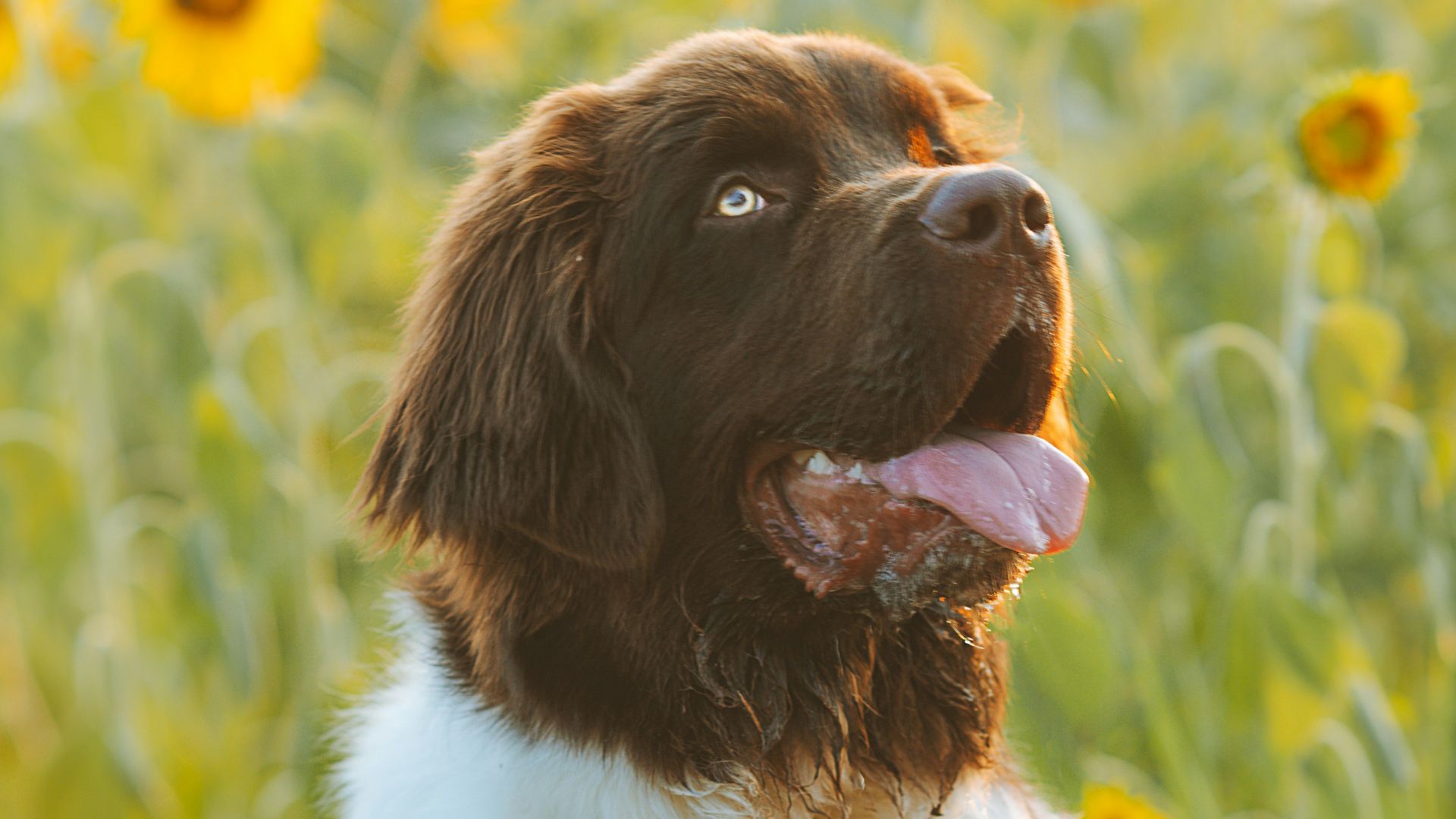 white and brown long coated dog on green grass during daytime