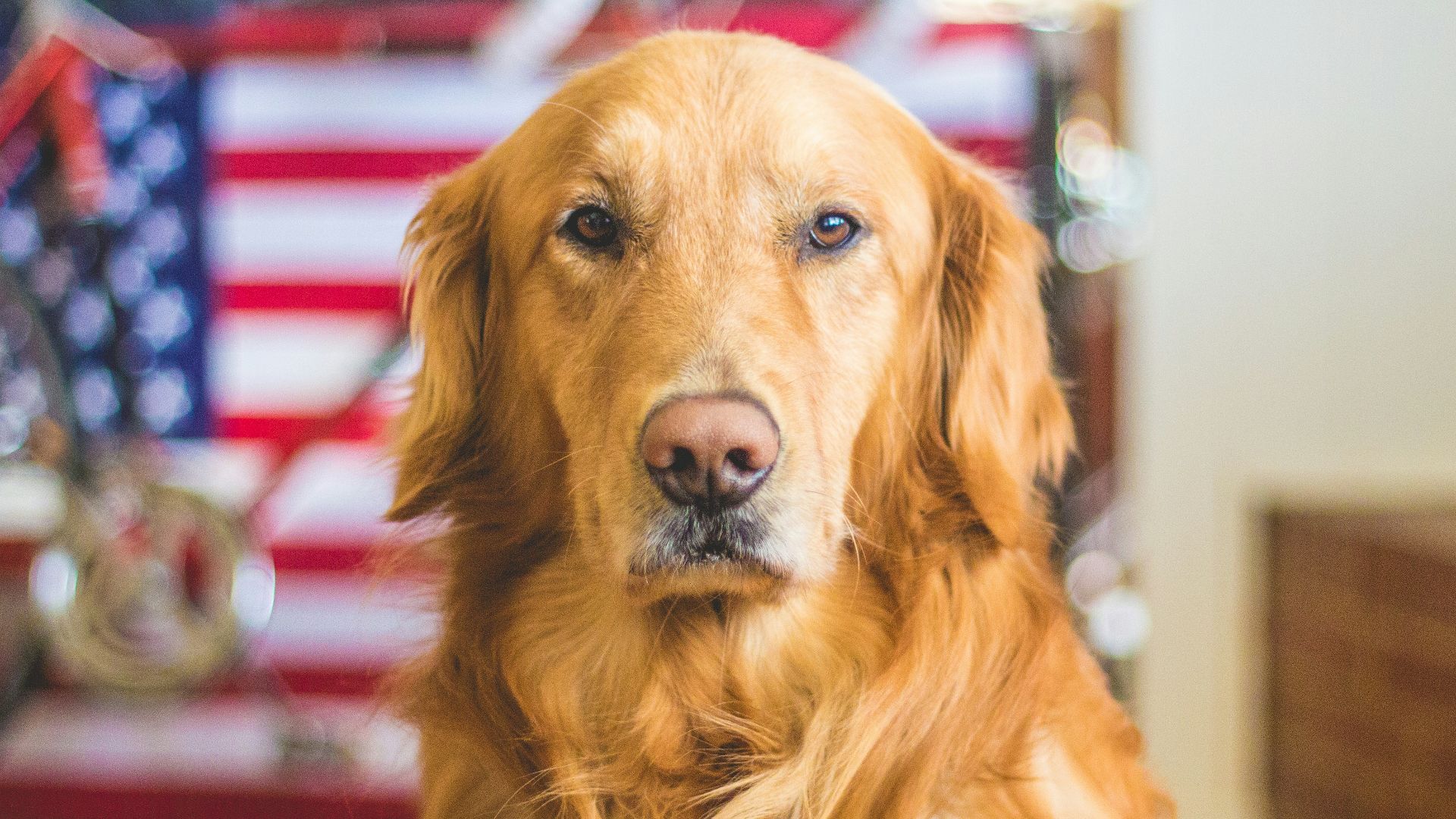 selective focus photography of golden Labrador retriever