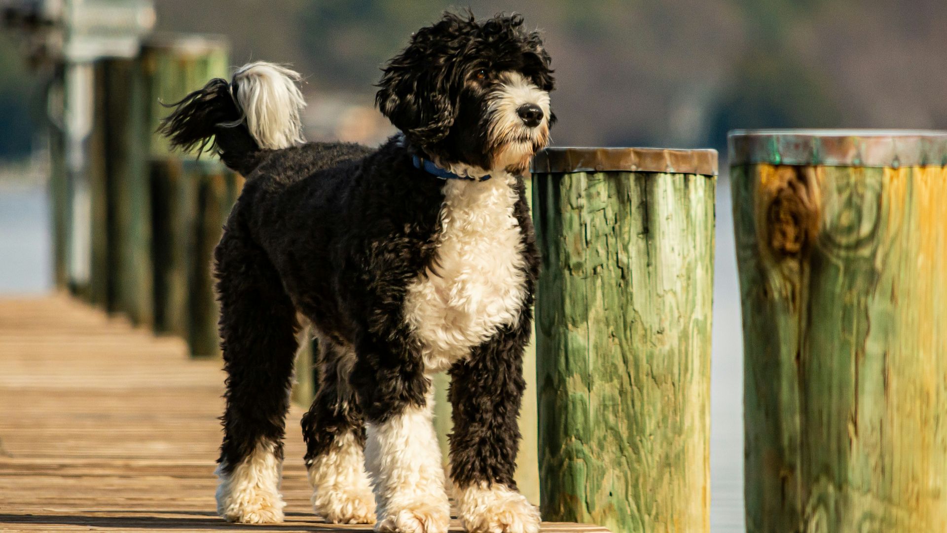 black and white long coated dog on brown wooden fence during daytime