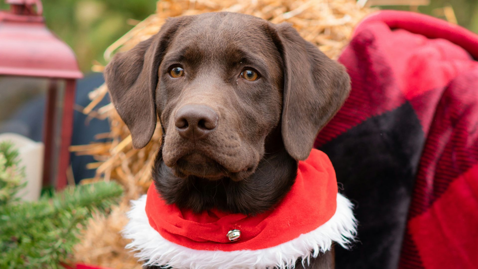 a brown dog sitting on top of a blanket