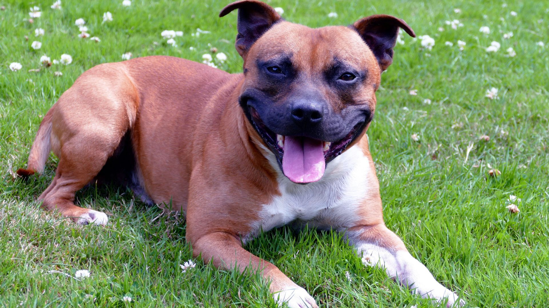 a brown and white dog laying on top of a lush green field