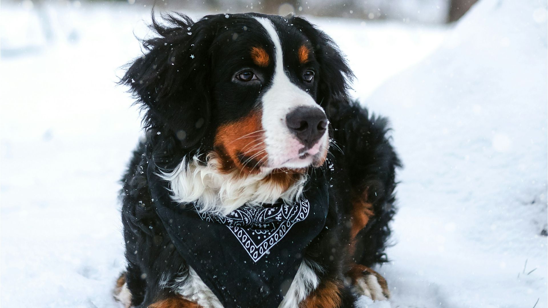 black, tan, and white dog resting on snow covered land