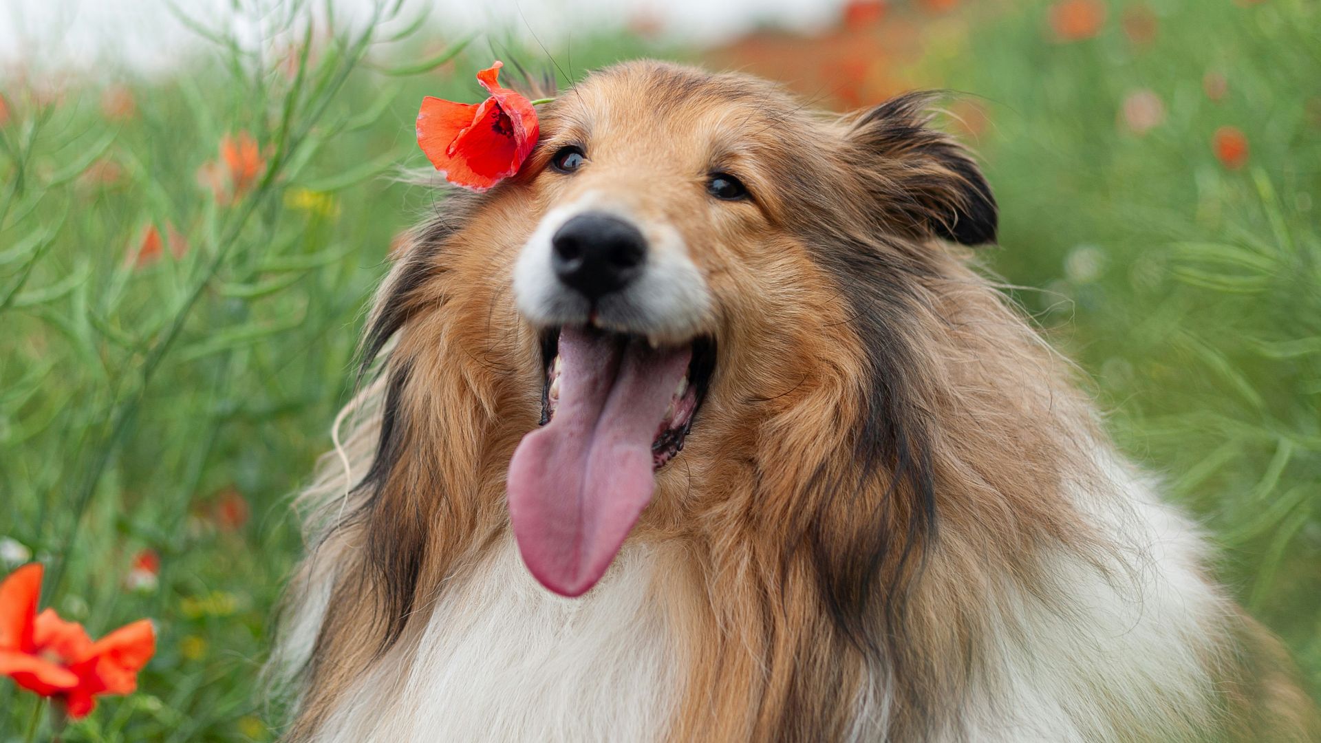 brown and white rough collie on green grass field during daytime