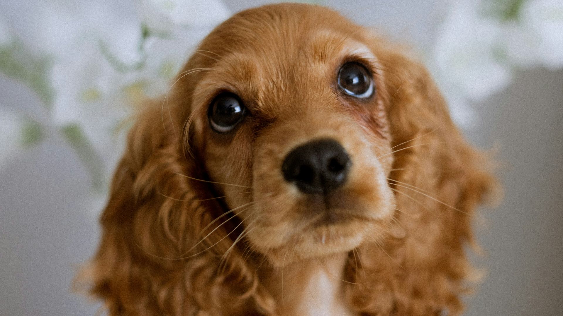 a dog looking at the camera