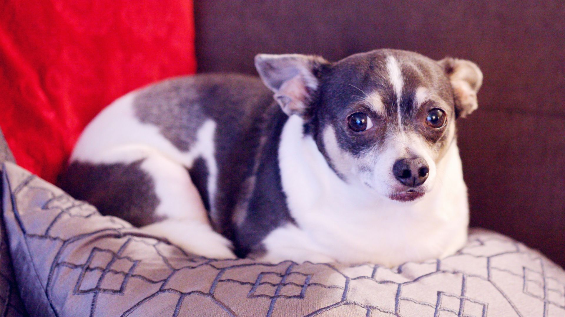 white and black short coated small dog on white and black textile