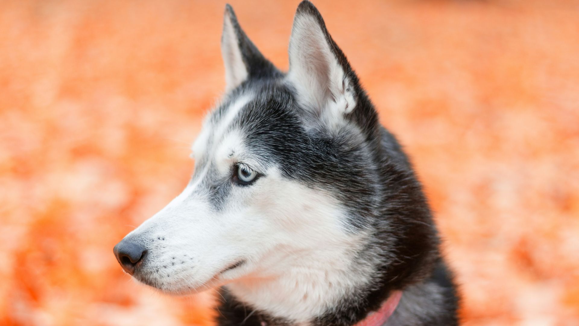 adult black and white Husky