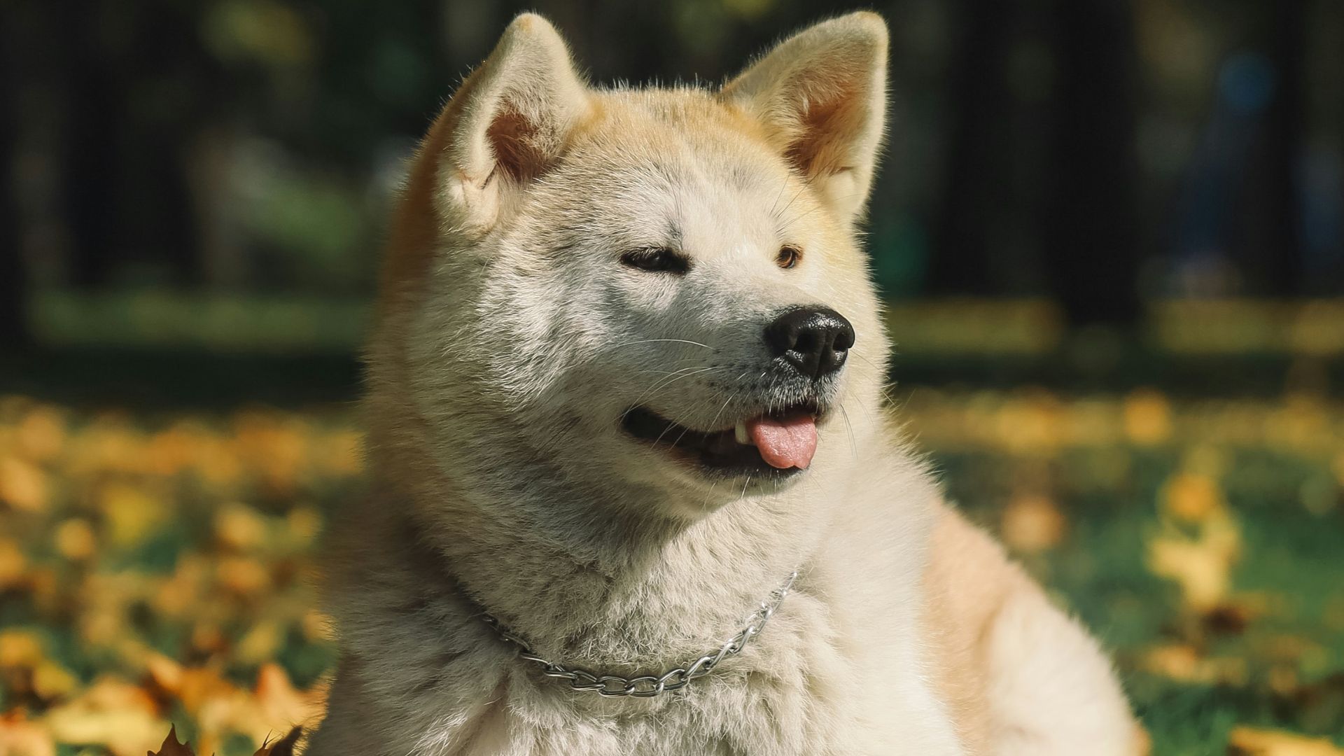 white and gray siberian husky lying on green grass field during daytime